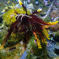 WYSIWYG Rising Sun Featherstar Starfish (Rare) - Corals Anonymous