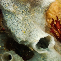 White Sea Sponge (Haliclona cinerea) - Corals Anonymous