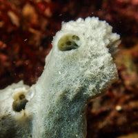 White Sea Sponge (Haliclona cinerea) - Corals Anonymous