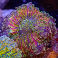 WYSIWYG Rainbow Yuma Mushroom Colony (3 Polyps) - Corals Anonymous