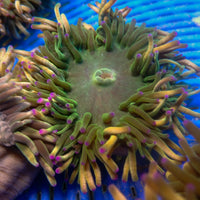 Purple Tip Long Tentacle Anemone - Corals Anonymous