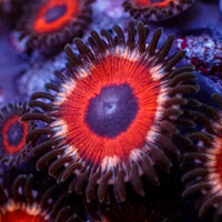 Sparking Nova Zoa (2-3 Polyps) - Corals Anonymous