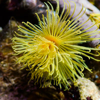 Golden Yellow Feather Duster Fan Worm - Corals Anonymous