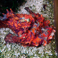 WYSIWYG Behemouth Ultra Red Devil Scorpionfish (10-12") - Corals Anonymous