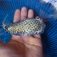 WYSIWYG Adult Blue Pelagic Porcupine Puffer (Rare, 4-5") - Corals Anonymous