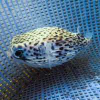 WYSIWYG Adult Blue Pelagic Porcupine Puffer (Rare, 4-5") - Corals Anonymous