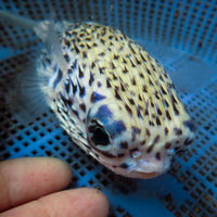 WYSIWYG Adult Blue Pelagic Porcupine Puffer (Rare, 4-5") - Corals Anonymous