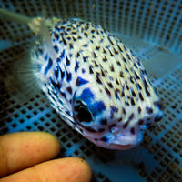 Blue Pelagic Porcupine Puffer (Very Rare)