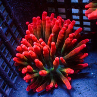 Sherman Bubble Tip Anemone - Corals Anonymous