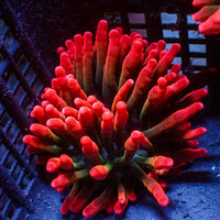 Sherman Bubble Tip Anemone - Corals Anonymous