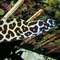 WYSIWYG Tessalata Eel (10-13") - Corals Anonymous