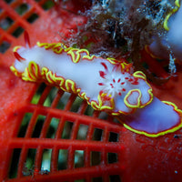 Red Tip Sea Goddess Nudibranch (Glossodoris sedna) - Corals Anonymous