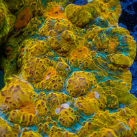 Cali Gold Dream Chalice (1" Frag) - Corals Anonymous