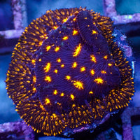 Fireworks Leptoseris (0.5-1”) - Corals Anonymous