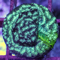 Frankenstein Leptoseris (0.5-1”) - Corals Anonymous