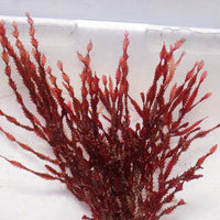 Spiral Saw Red Macroalgae - Corals Anonymous