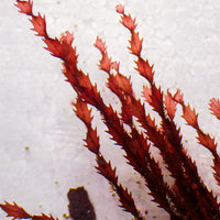 Spiral Saw Red Macroalgae - Corals Anonymous