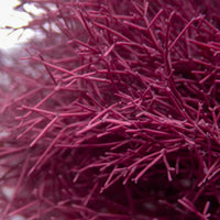 Needle Spine Coralline Macroalgae (Rare) - Corals Anonymous