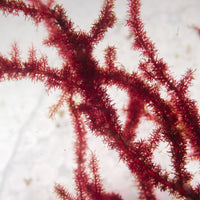 Fuzzy Spine Red Macroalgae - Corals Anonymous