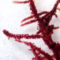 Fuzzy Spine Red Macroalgae - Corals Anonymous