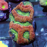 Blazing Hive Favia (1" Frag) - Corals Anonymous