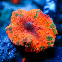 Candy Crush Jawbreaker Discosoma Mushroom - Corals Anonymous
