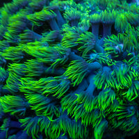 Blue Eyed Goniopora (0.5-1” Frag) - Corals Anonymous