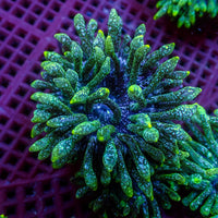 Green Snow Globe Bubble Tip Anemone - Corals Anonymous