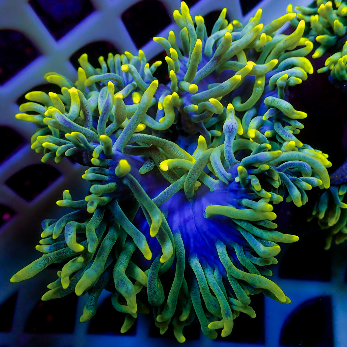 kun anemoneがま口 Limonade Bubble Tip Anemone