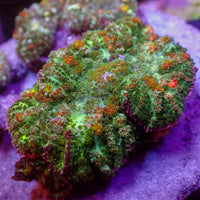 Brush Fire Bounce Rhodactis Mushroom - Corals Anonymous