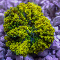 CA Pikachu Hemprichii Anemone - Corals Anonymous