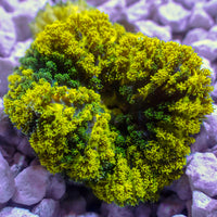 CA Pikachu Hemprichii Anemone - Corals Anonymous