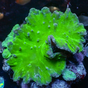 Neon Glowstick Cabbage Leather Soft Coral (Special Deal!)