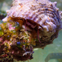 Giant Turbo Snail (Algae Eater, 1.5-3") - Corals Anonymous