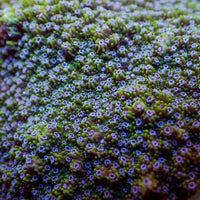 Pastel Blue Green Montipora (0.5-1” Frag)