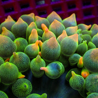 WYSIWYG Passionfruit Mania Rainbow Bubble Tip Anemone (5-7") - Corals Anonymous