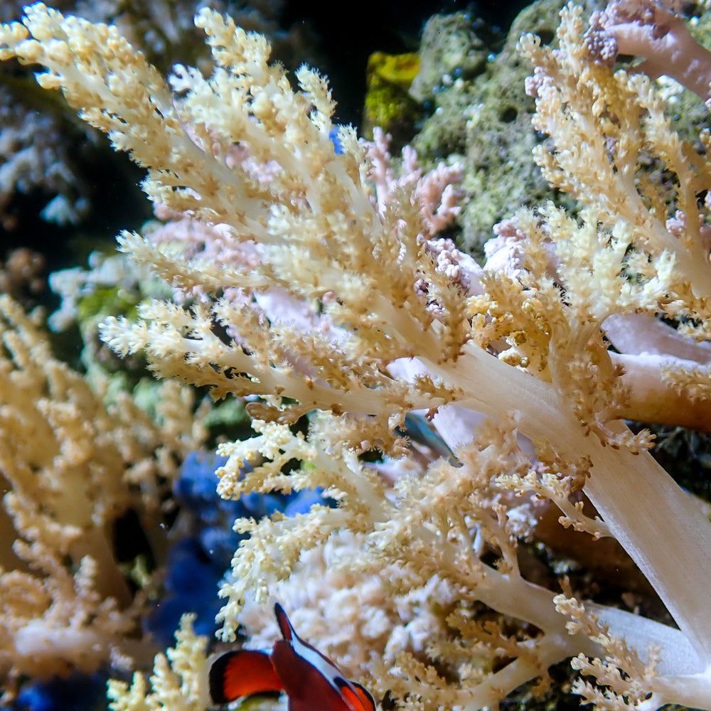 WYSIWYG XL Rare Champagne Bonsai Nephthea Mother Tree Soft Coral (6-7