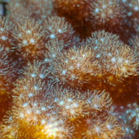 WYSIWYG XL Cauliflower Colt Coral Mother Colony (4-5") - Corals Anonymous