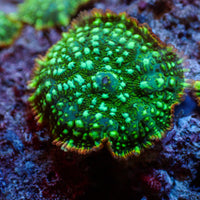 Inferno Ring Green Rhodactis Mushroom - Corals Anonymous