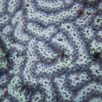 Shadow Star Sea Squirt (Self-Reproducing) - Corals Anonymous
