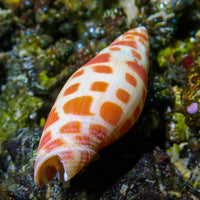 Episcopal Miter Snail - Corals Anonymous