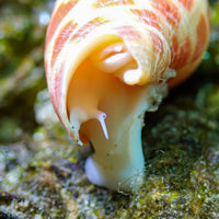 Episcopal Miter Snail - Corals Anonymous