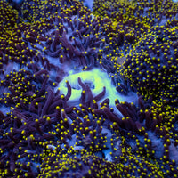 WYSIWYG Yellow Spark Mertensii Carpet Anemone (6-9") - Corals Anonymous