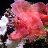 WYSIWYG Bright Pink Paddle-Flap Scorpionfish (Rare, 8-9") - Corals Anonymous