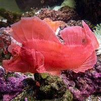 WYSIWYG Bright Pink Paddle-Flap Scorpionfish (Rare, 8-9") - Corals Anonymous