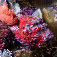 WYSIWYG Behemouth Devil Stonefish (10-12") - Corals Anonymous