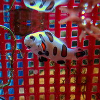 Super Storm Clownfish (Aquacultured) - Corals Anonymous