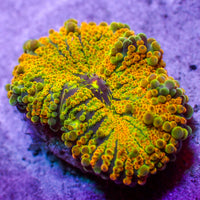Golden Ray Yuma Mushroom - Corals Anonymous