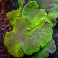 Neon Glowstick Cabbage Leather Soft Coral - Corals Anonymous