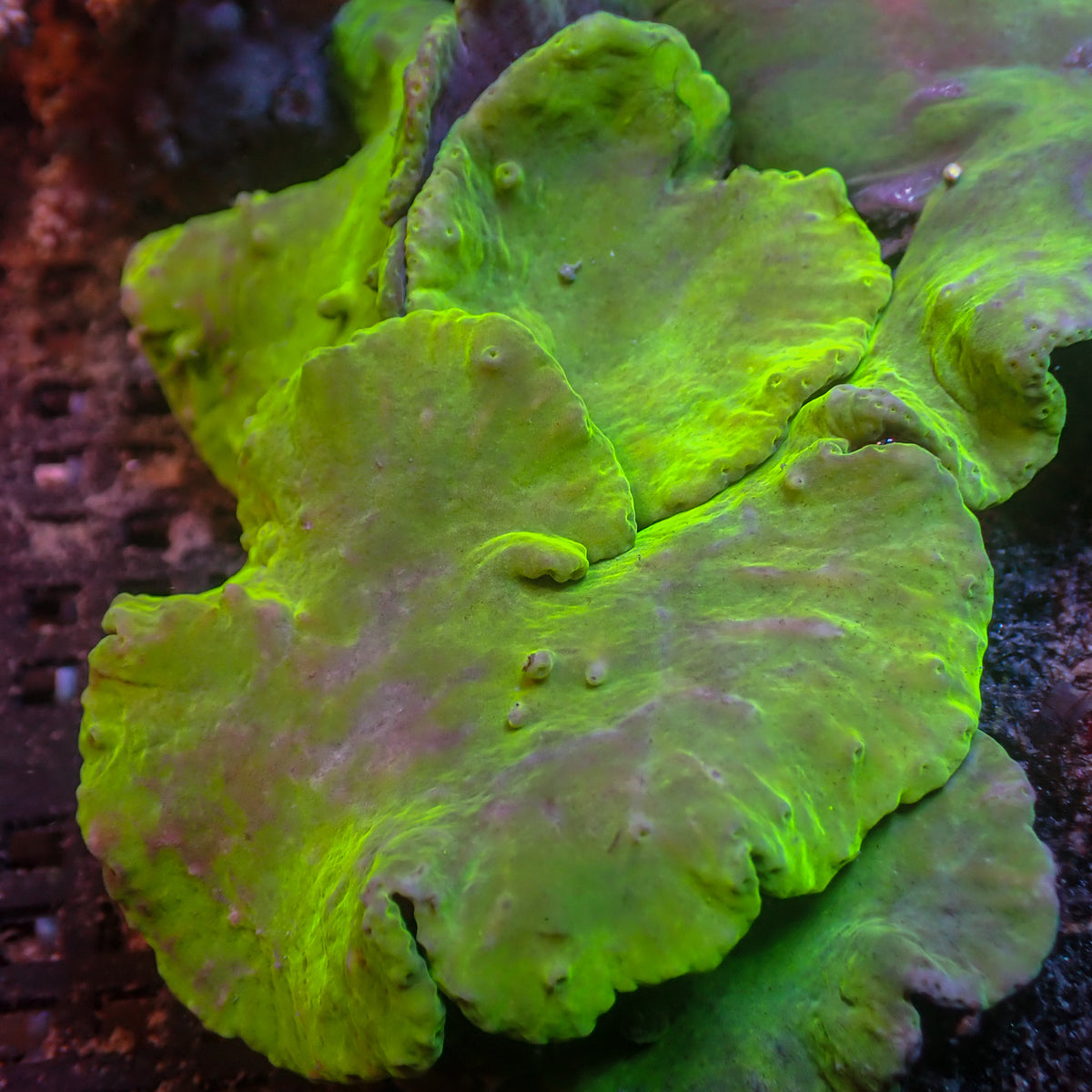Neon Glowstick Cabbage Leather Soft Coral | Corals Anonymous
